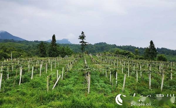 银川重塑乡村风貌，推动乡村振兴大计划