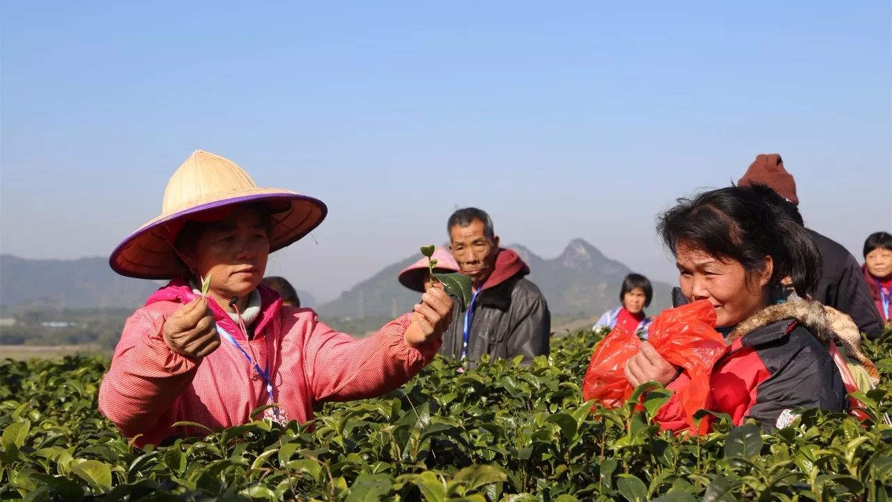 佛山就业乡村，乡村振兴带动就业新机遇